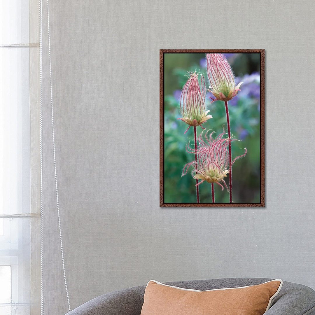 Prairie Smoke, Okanagan Valley, British Columbia, Canada von Tim Fitzharris - Galerie-verpackte Leinwand Giclée auf Lein...