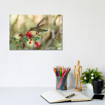 USA, Arizona, Desert Botanic Garden. Hummingbird feeding on bottlebrush flower. 1 Piece Wrapped Canvas Wall Art