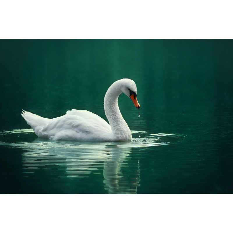 " White Swan " by Arina_Bogachyova, 12" W x 8" H