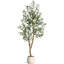 60cm Plant
