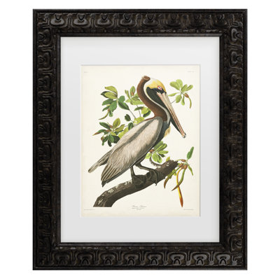 Art sur toile, pélican brun, encadré sur toile par John James Audubon, peinture