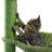 Daaron 36.8'' H Cat Tree