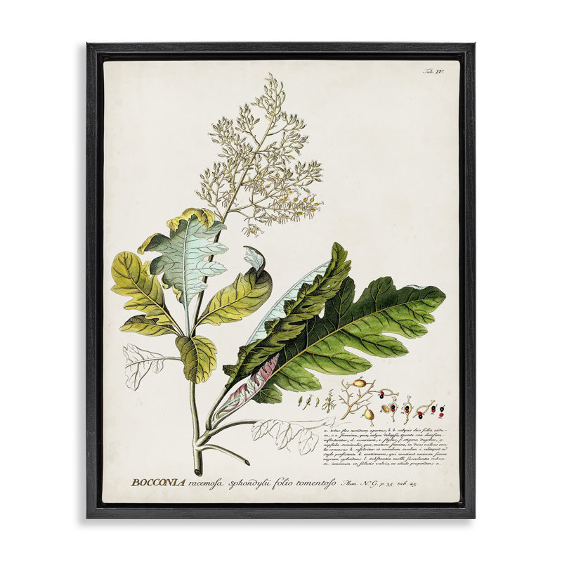 "Botanical Plant Illustration Leaves", impression sur toile par World Art Group, H 21 po x l 17 po