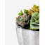 Madison Pleated Ceramic Succulent Arrangement