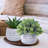 3 Pcs Assorted Small Potted Succulent Plants Artificial Aloe Hops String Of Pearls Succulents In Gray Geometric Concrete Pots