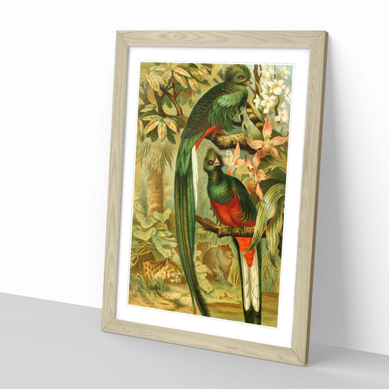 Vintage Quesal by Brehms Tierleben - Framed Print, Oak