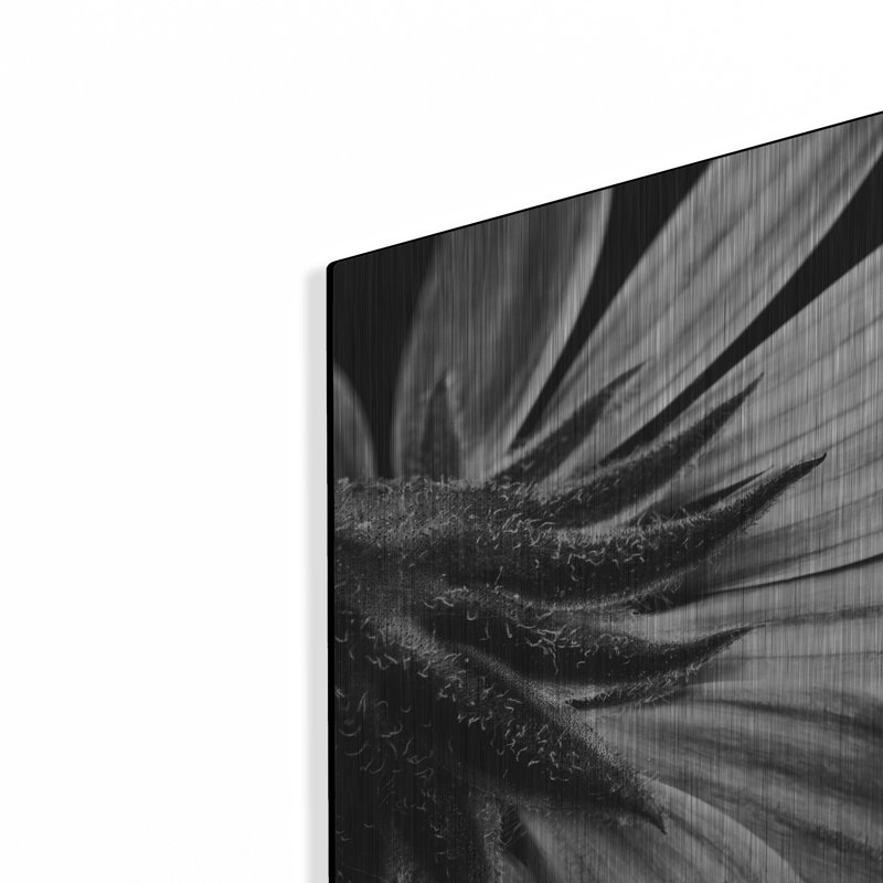 «Back Of Flower Bw» par Tom Quartermaine, art mural en métal, H 12 po x l 12 po