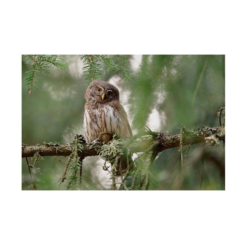 Assaf Gavra Pygmy Owl Canvas Art, H 12 po x l 19 po