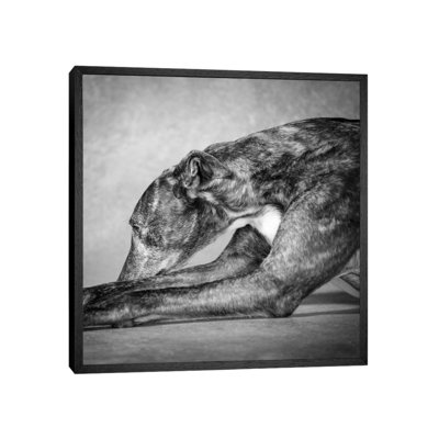 Portrait Of A Greyhound Dog by Panoramic Images - Floater Frame Gallery-Wrapped Canvas Giclée on Canvas