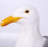 Seagull Life Size Statue