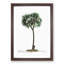 Date Palm Tree by Pierre-Joseph Redoute - Picture Frame Painting Print-55491127-55491128