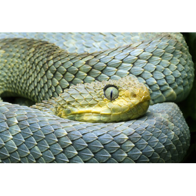 African Bush Viper by Mark Kostich