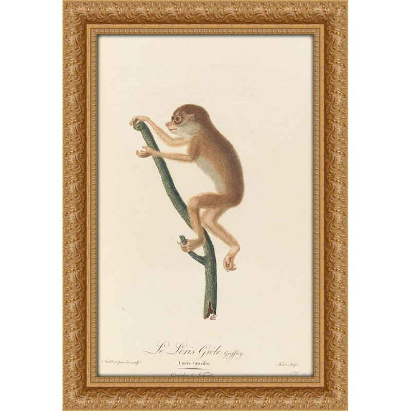 Le Loris Grele (1797)