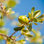 Argan Fruit on the Branch - Photographie sur toile tendue