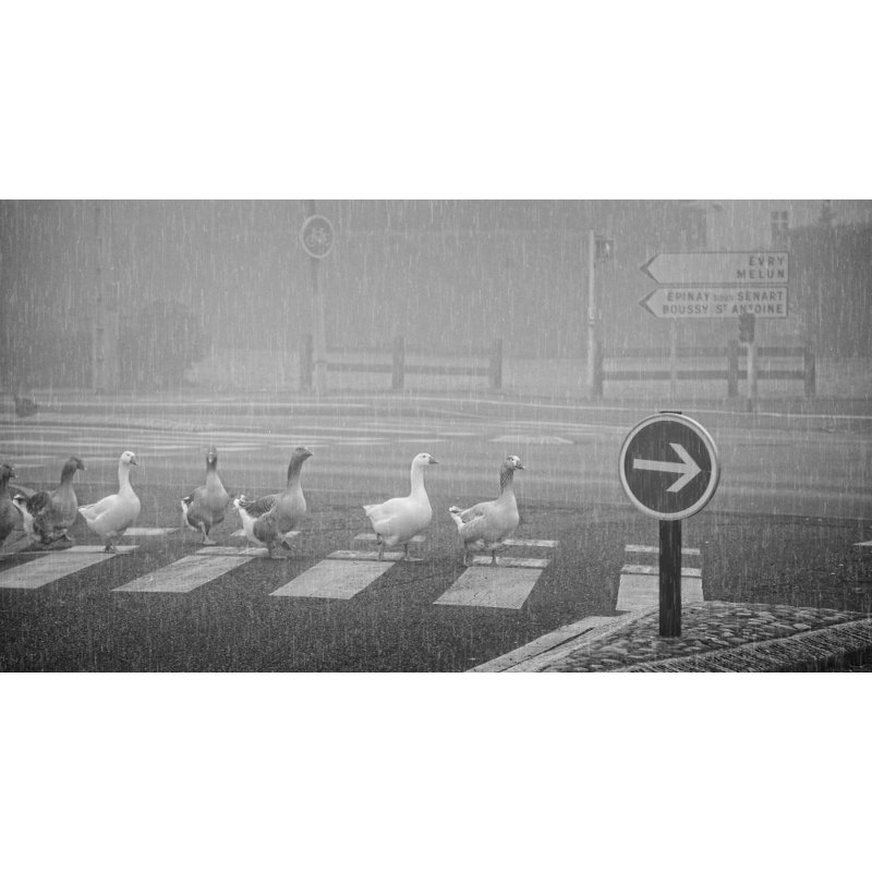 Wrapped Canvas Print, 50.8 cm H x 76.2 cm W