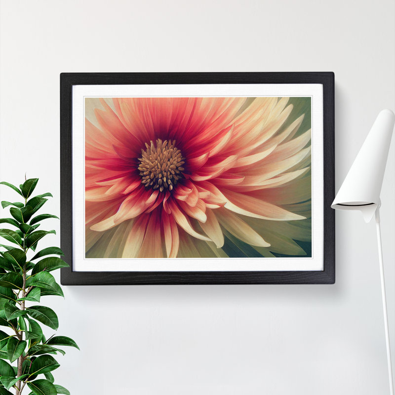 Cosmopolitan Chrysanthemum Flower - Framed Print, Black, 25cm H x 34cm W x 2cm D