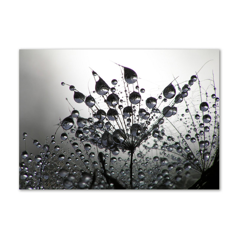Dandelion Seeds - Wrapped Canvas Print