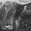 Portrait monochrome de vache des Highlands - impression encadrée avec passe-partout