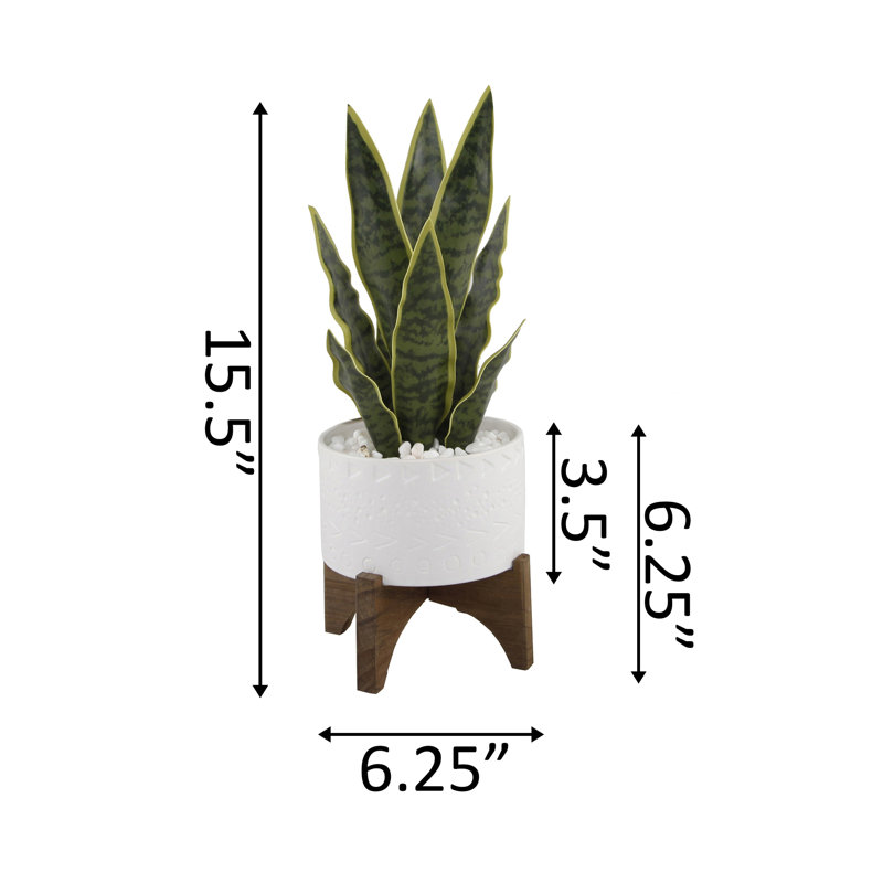 Plante de serpent pour plante