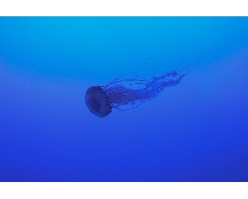 La Meduse Print, 16" H x 24" W
