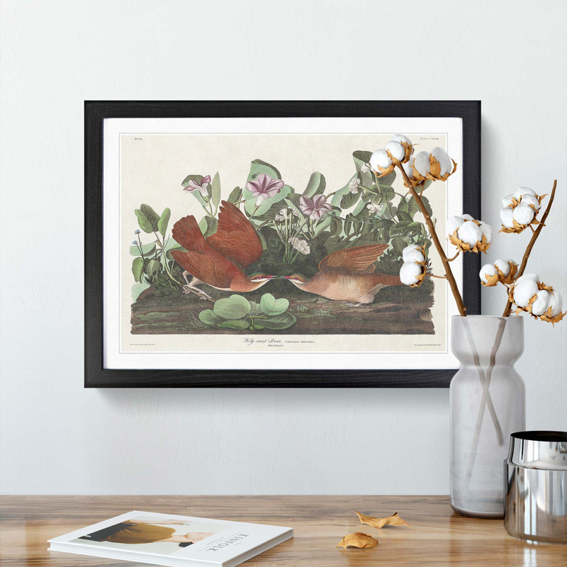 Key-West Doves by John Audubon - Picture Frame Art Print, 27cm H x 36cm W x 2cm D, Black Framed