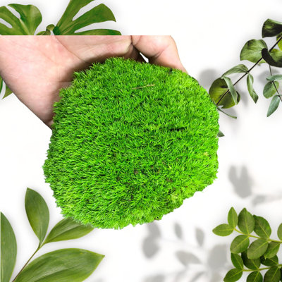 Moss Pillow Bun Cushion - 0.44lb