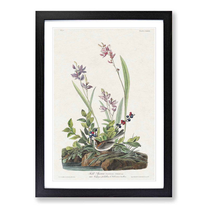 Field Sparrow by John Audubon - Picture Frame Graphic Art Print, Black Framed, 65cm H x 48cm W x 2cm D