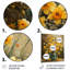 Jonquilles de ferme jaune dans un vase I - Décoration murale jonquilles-294896043-294896045