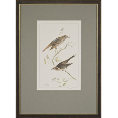 Thrush Print by Daughdrill