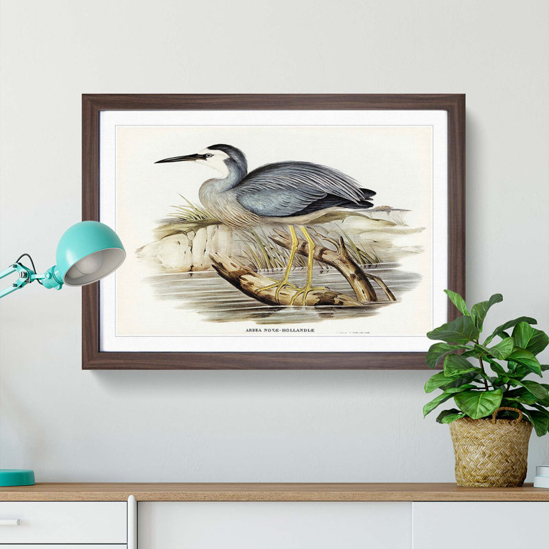 White-Fronted Herons by Elizabeth Gould - Framed Print, 48cm H x 65cm W x 2cm D, Walnut Framed