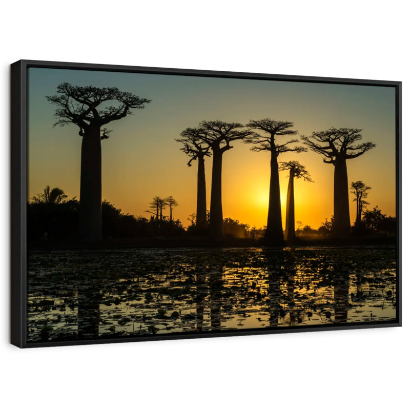 Floral et botanique «Silhouetted Morondava Baobab Trees Print», H 13 po x l 19 po