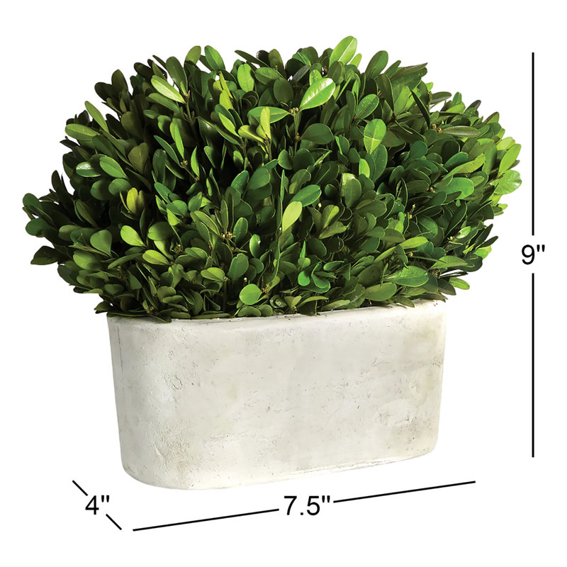 Alby Boxwood Topiary in Ceramic Pot