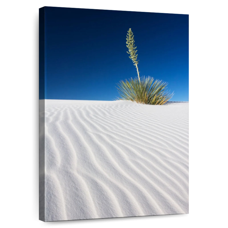 White Sands Park Yucca, 24" H x 16" W