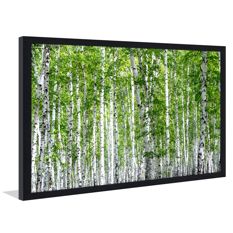 « bouleau trees iii », reproduction de photo encadrée, H 35,5 po x l 51,5 po x P 0,75 po