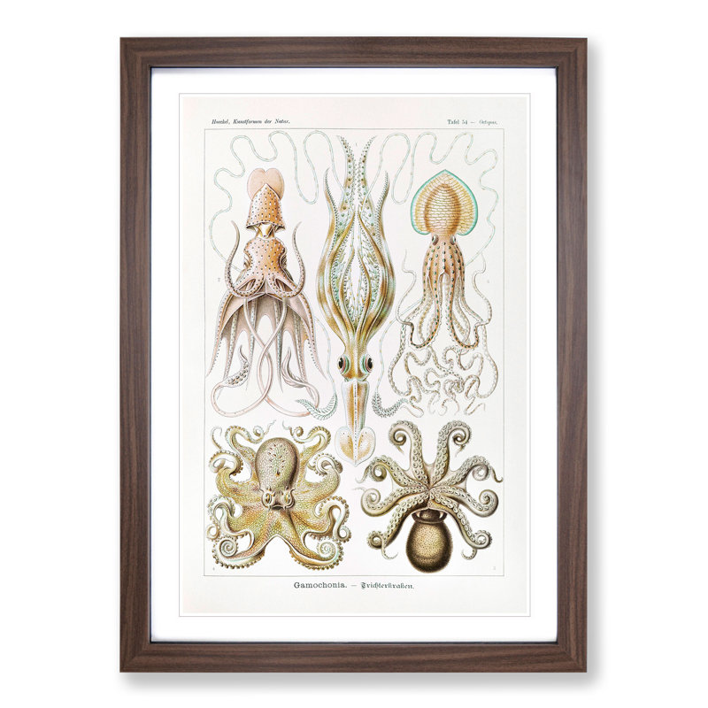 Octopus and Squid by Ernst Haeckel - Picture Frame Painting, 65cm H x 48cm W x 2cm D, Walnut Framed