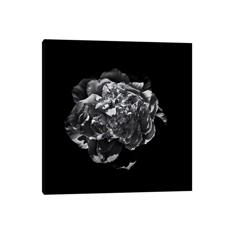 Black And White Camelia III by Brian Carson - Wrapped Canvas Print, 66.04 cm H x 66.04 cm W x 1.91 cm D