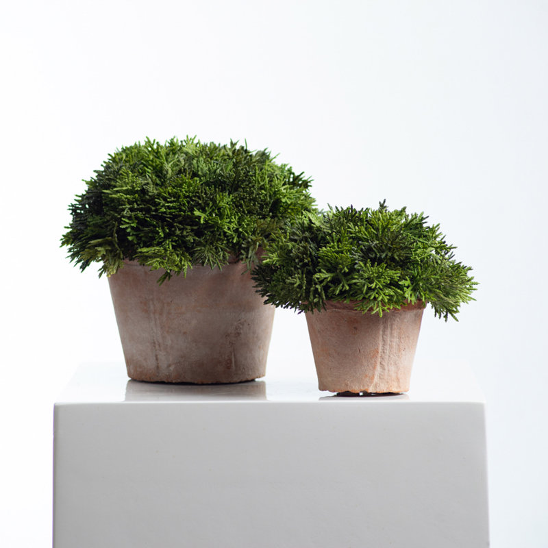6'' Faux Cypress Topiary in Terracotta Pot