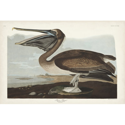 Pl 421 Brown Pelican