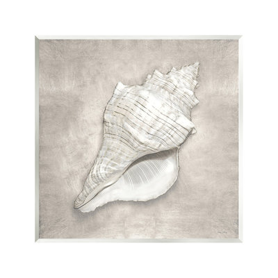 «Rustic Grey Conch Shell» par Amber Sterling