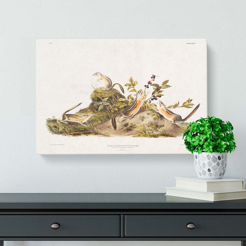 Four Striped Ground Squirrels by J.W. Audubon - Wrapped Canvas Painting, 35cm H x 50cm W x 3cm D