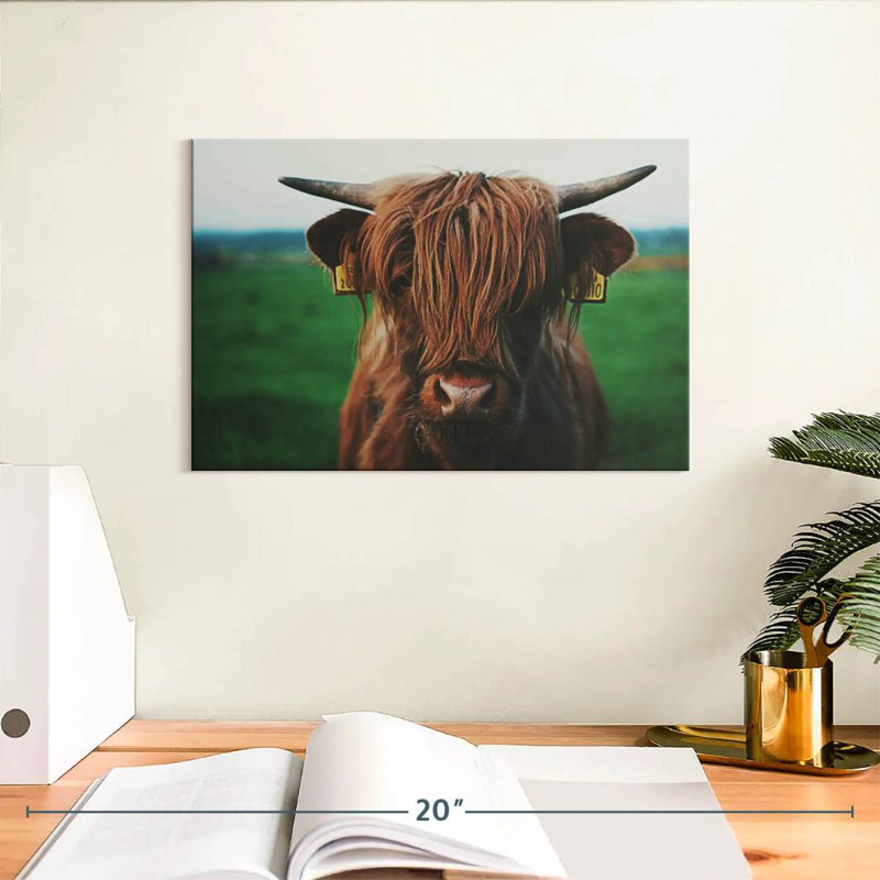 Gros plan sur une vache Brampt Highland, H 8 po x l 12 po