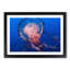 Jellyfish in Pink & Blue in Abstract - Framed Print-55767504-55767508