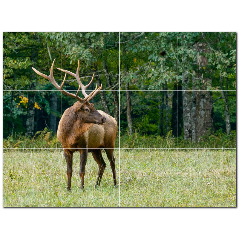 Cerf photo 6 x 6