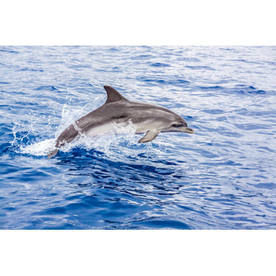 Dauphin - photographie sur toile tendue