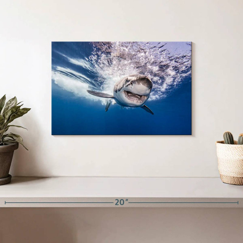 Requin joyeux, H 8 po x l 12 po