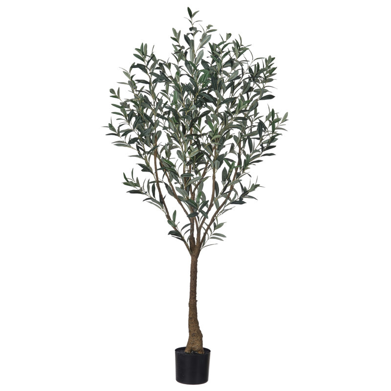 5' UV Potted Tuscan Olive Tree