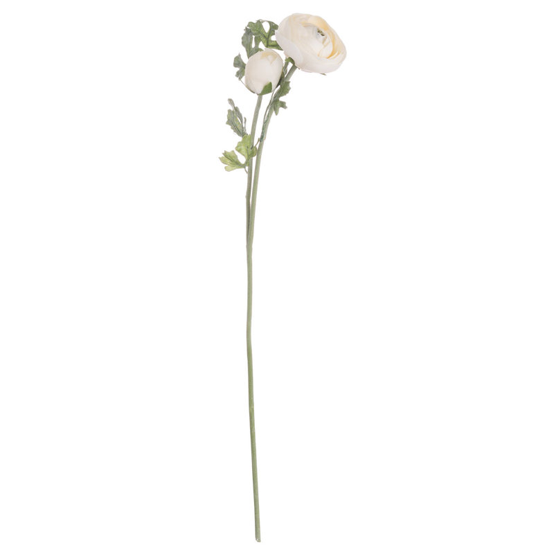 Anastasija Arrangement, Cream