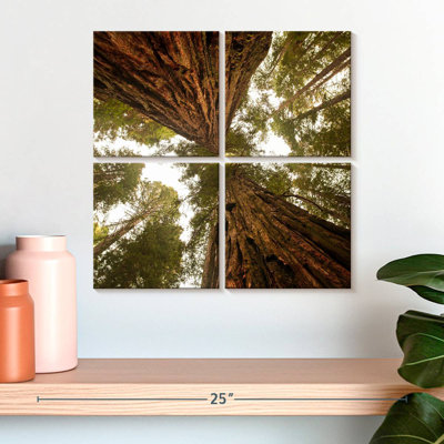Towering Sequoia Trees