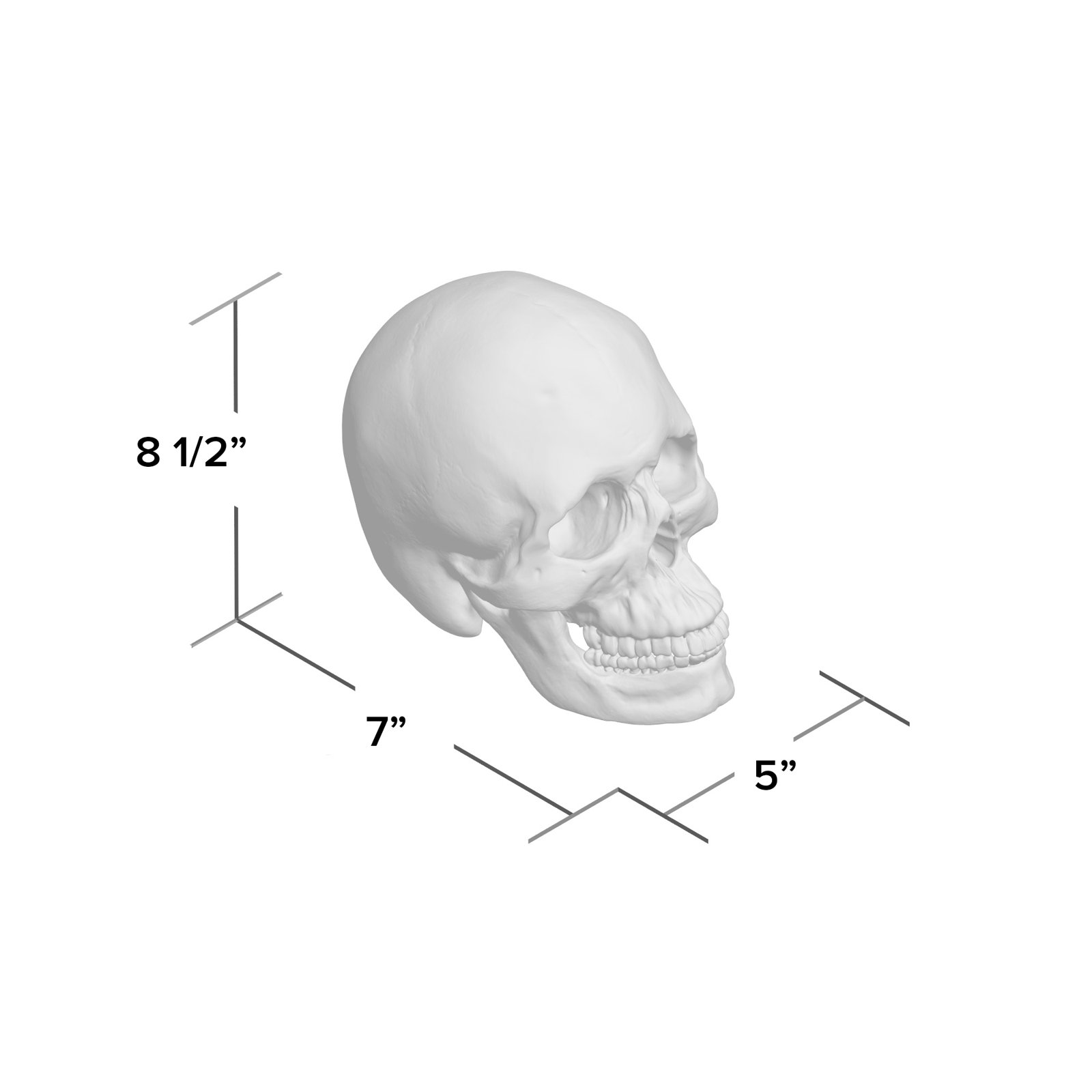 Muscogee Replica Faux Taxidermy Human Skull Figurine, White