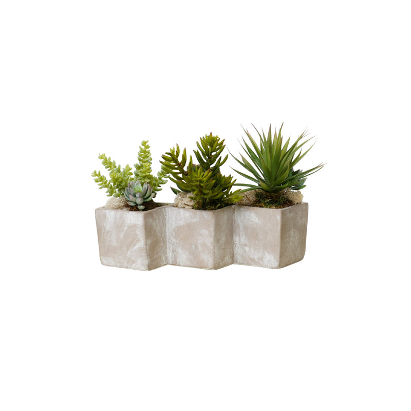 Arrangement de plantes grasses en pot triple